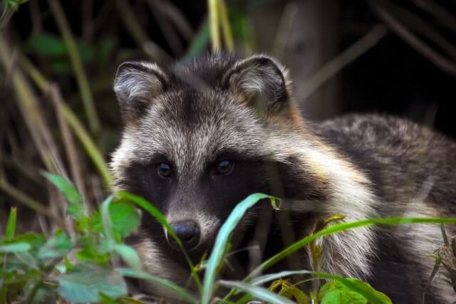 タヌキはどんなエサや食べ物を食べる 知られざるタヌキの生態とポイント 毎日を豊かにするブログ